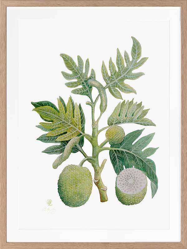 Breadfruit Framed Art Print