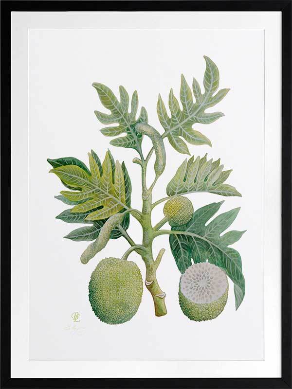 Breadfruit Framed Art Print