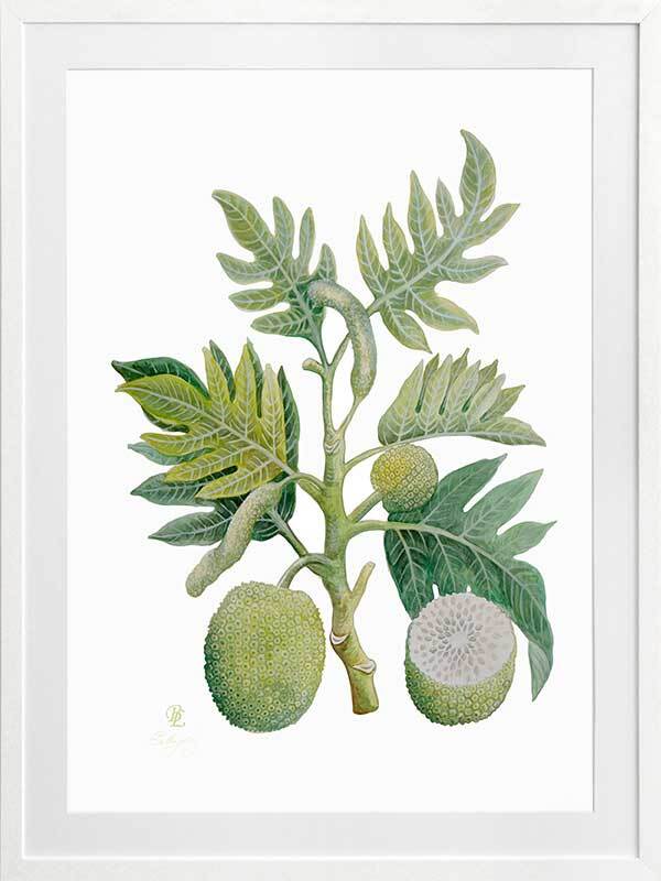 Breadfruit Framed Art Print