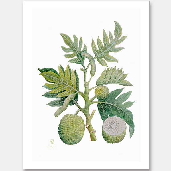 Breadfruit Unframed Art Print