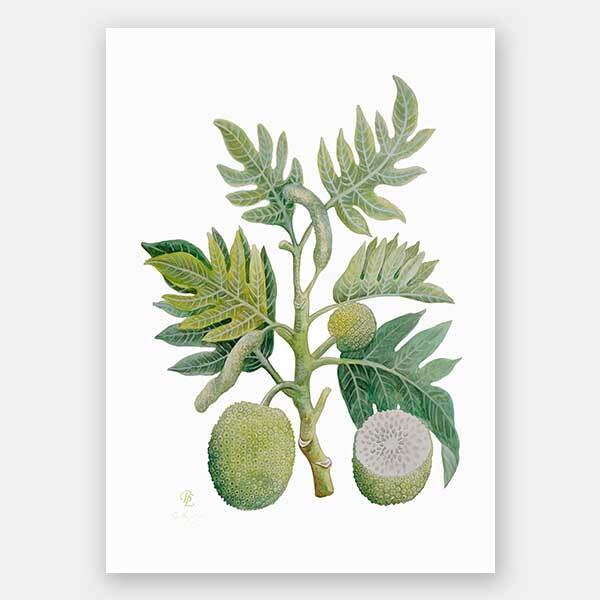 Breadfruit Unframed Art Print