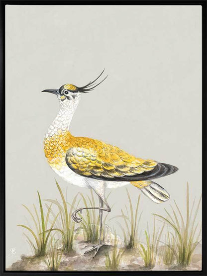 Golden Plover Canvas Art Print