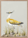 Golden Plover Framed Art Print