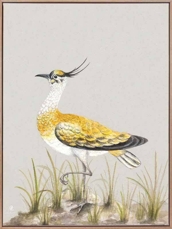 Golden Plover Canvas Art Print