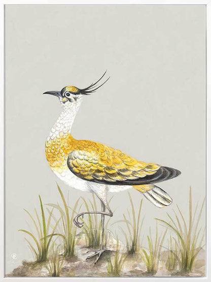 Golden Plover Canvas Art Print