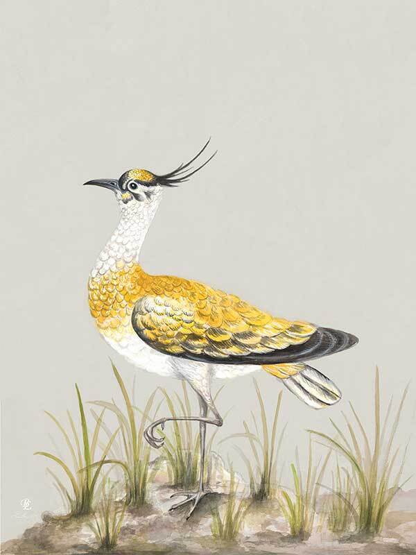 Golden Plover Canvas Art Print