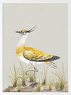 Golden Plover Framed Art Print