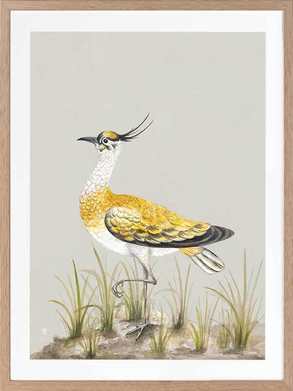 Golden Plover Framed Art Print