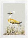 Golden Plover Framed Art Print