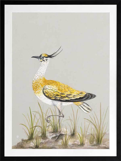 Golden Plover Framed Art Print