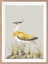 Golden Plover Framed Art Print