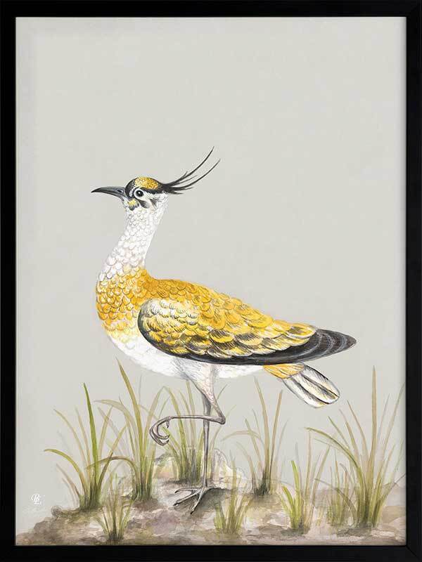 Golden Plover Framed Art Print