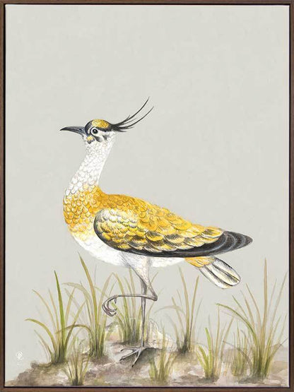 Golden Plover Canvas Art Print