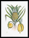 Pineapples Framed Art Print