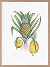Pineapples Framed Art Print