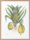 Pineapples Framed Art Print