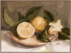 Lemon Harvest - Oak Box Frame Canvas - 22.5x30 - Landscape