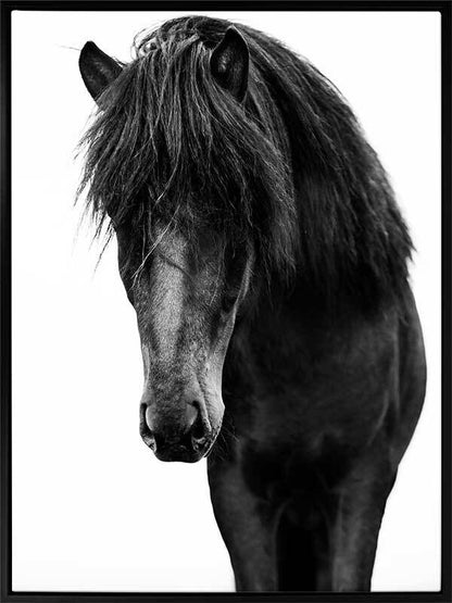 Horses 1 Canvas Art Print