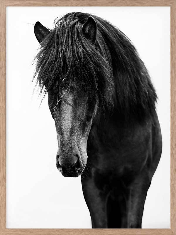 Horses 1 Canvas Art Print