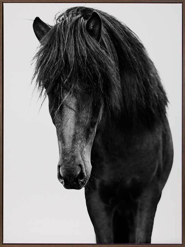 Horses 1 Canvas Art Print