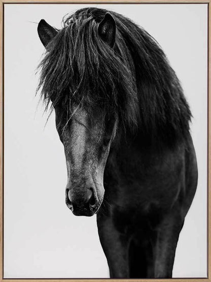 Horses 1 Canvas Art Print