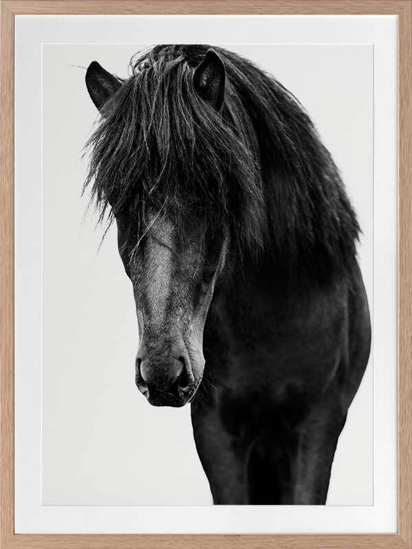 Horses 1 Framed Art Print