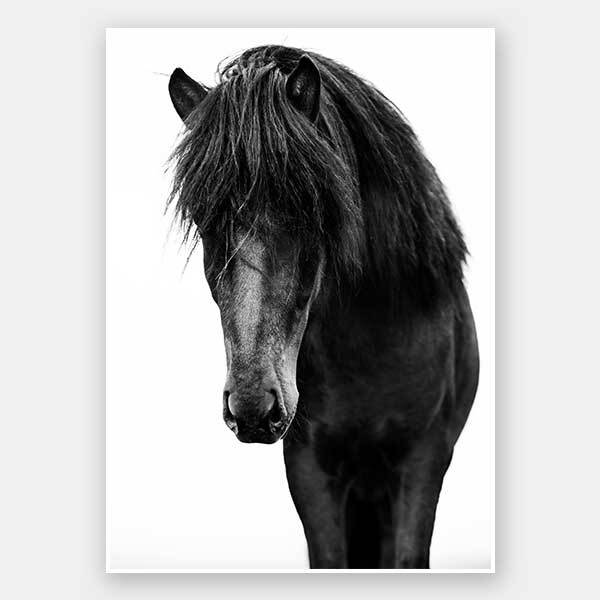 Horses 1 Unframed Art Print