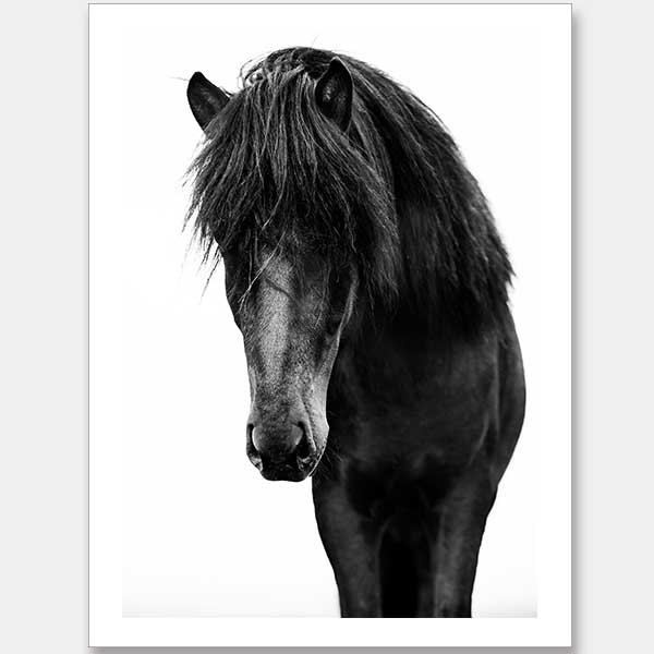 Horses 1 Unframed Art Print