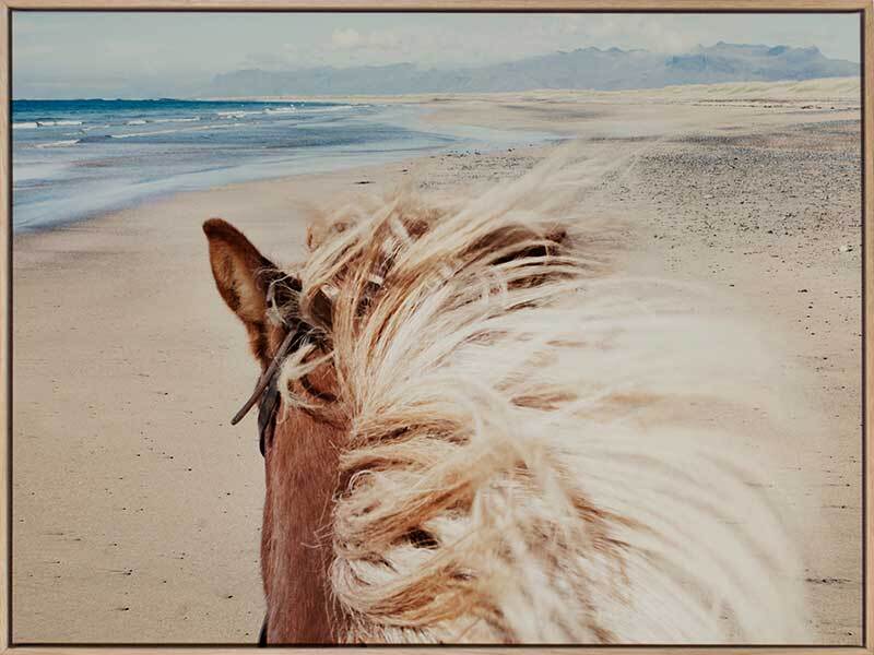 Beach Horse Canvas Art Print