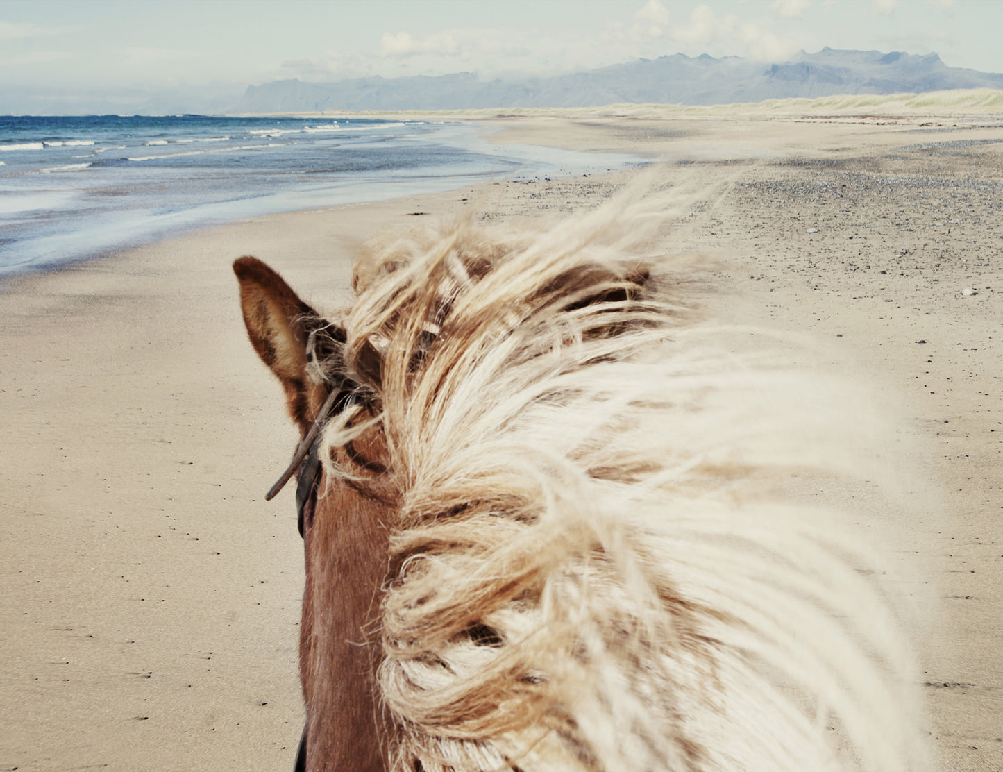 Beach Horse Canvas Art Print