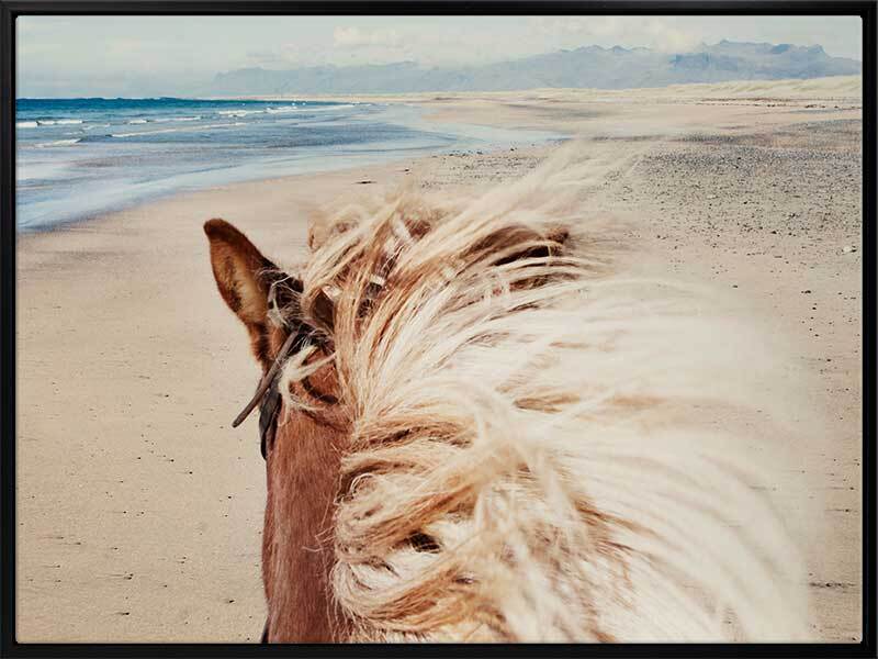 Beach Horse Canvas Art Print