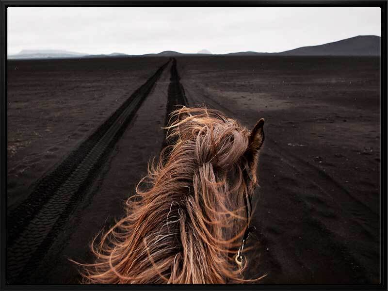 Horse Tracks Canvas Art Print