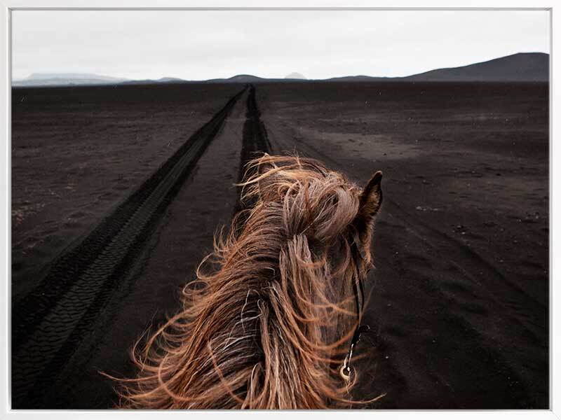 Horse Tracks Canvas Art Print