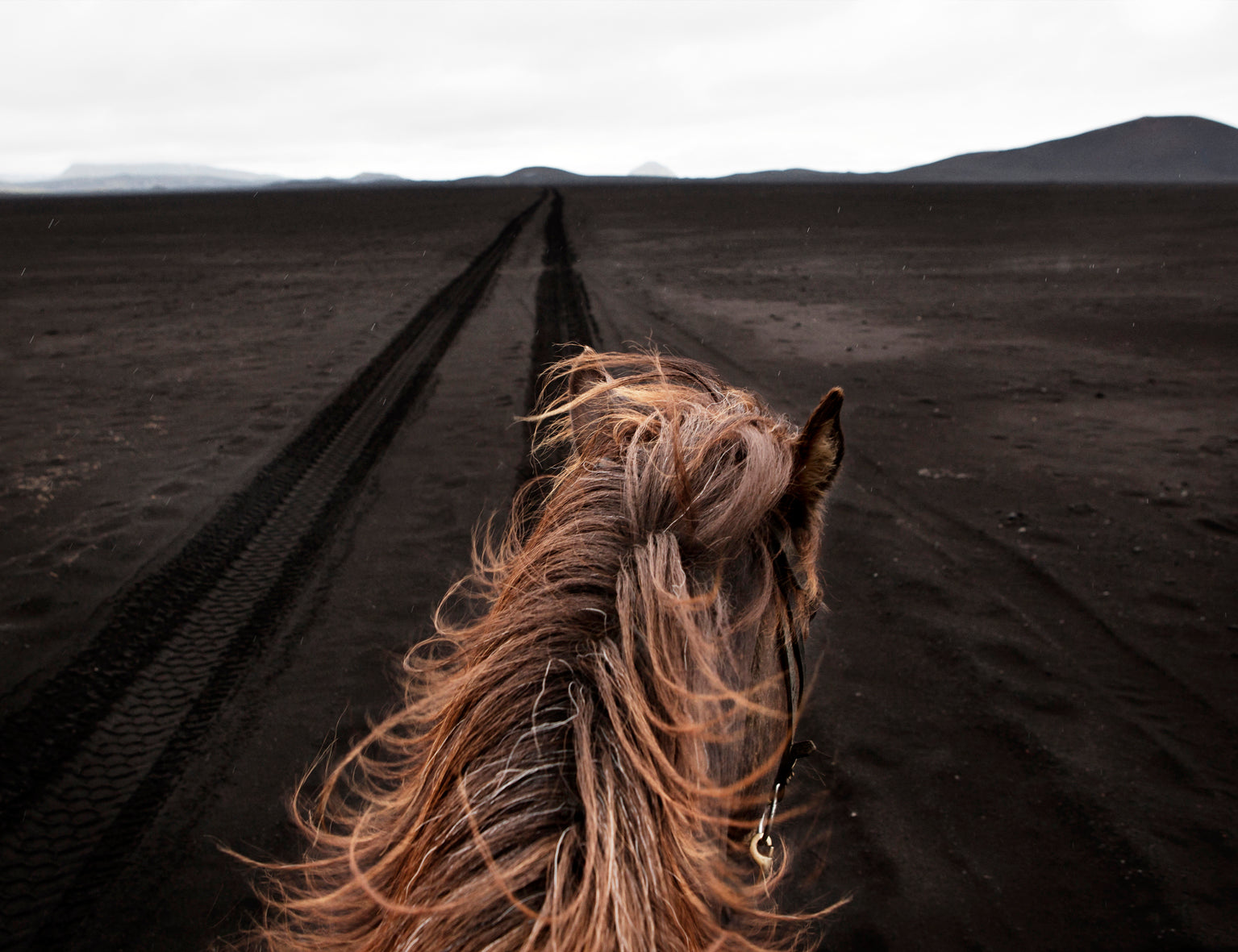 Horse Tracks Canvas Art Print