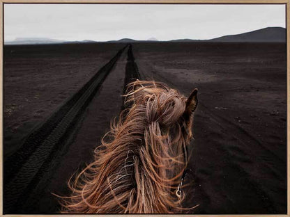 Horse Tracks Canvas Art Print