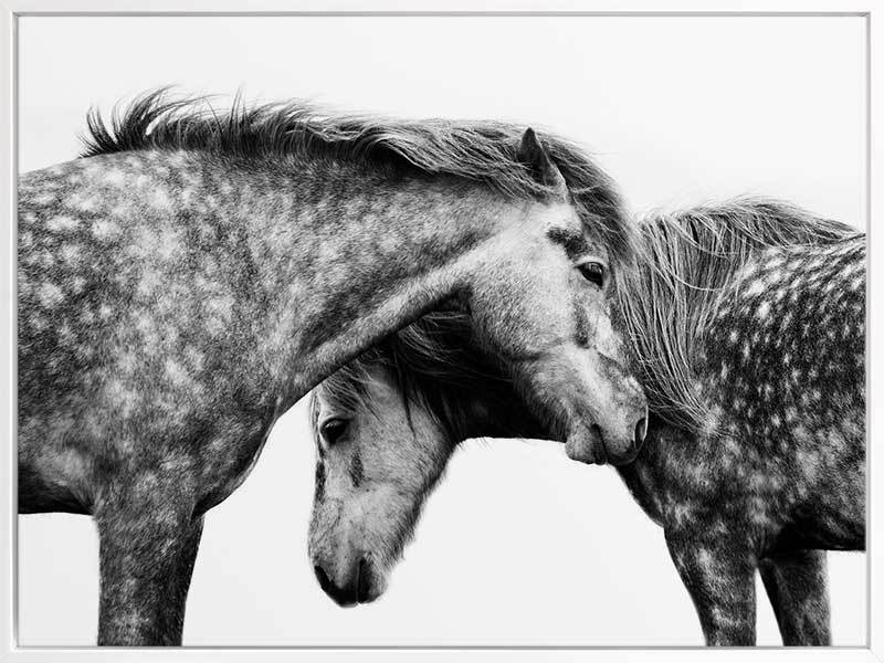 Spotted Horses Canvas Art Print