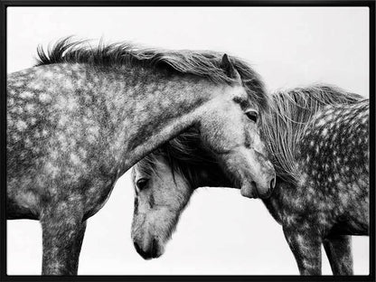 Spotted Horses Canvas Art Print