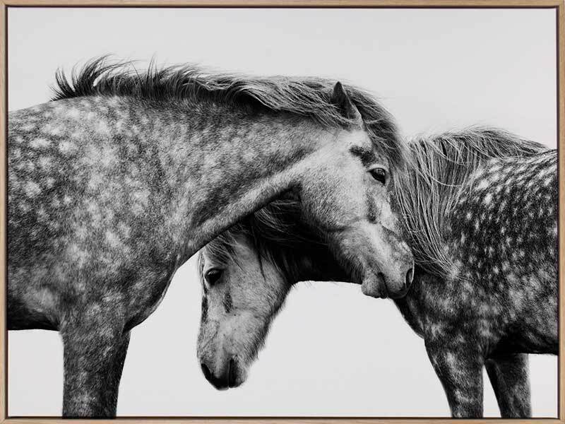 Spotted Horses Canvas Art Print