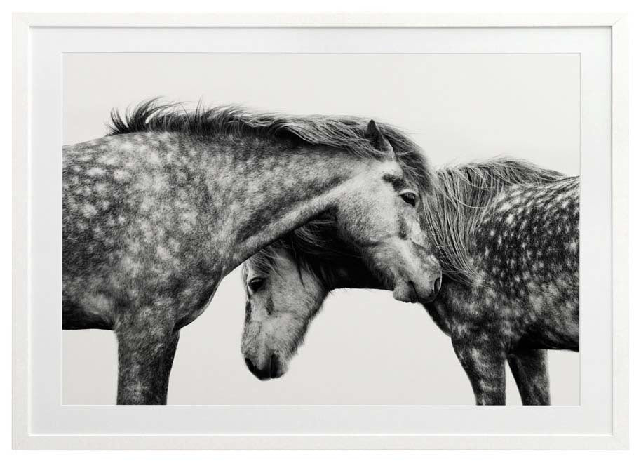 Spotted Horses Framed Art Print