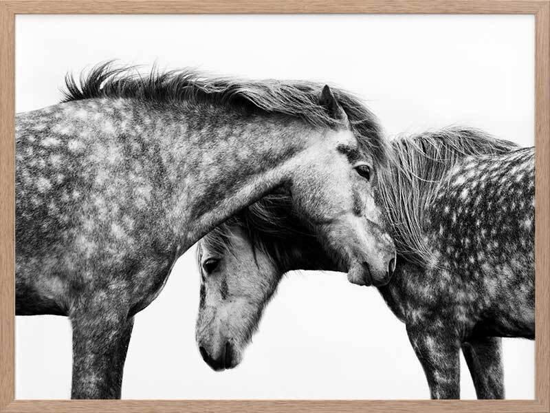 Spotted Horses Canvas Art Print