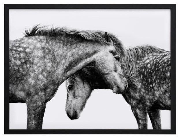 Spotted Horses Framed Art Print