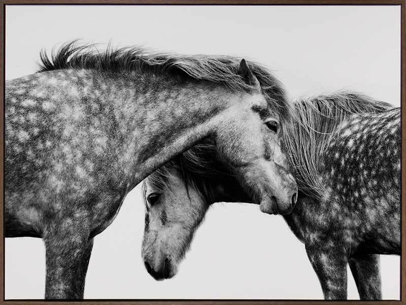 Spotted Horses Canvas Art Print