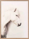 Icelandic Horse Framed Art Print