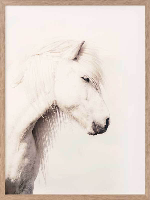 Icelandic Horse Framed Art Print