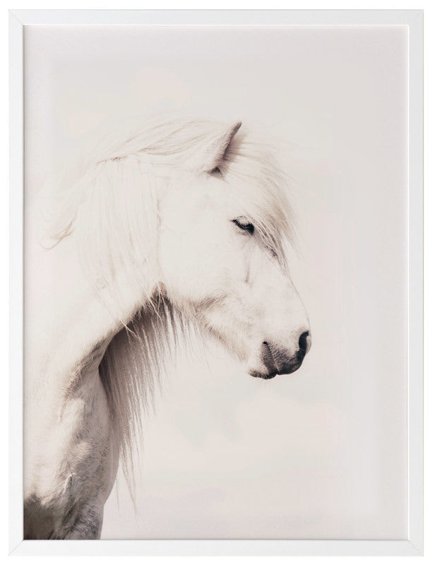 Icelandic Horse Framed Art Print