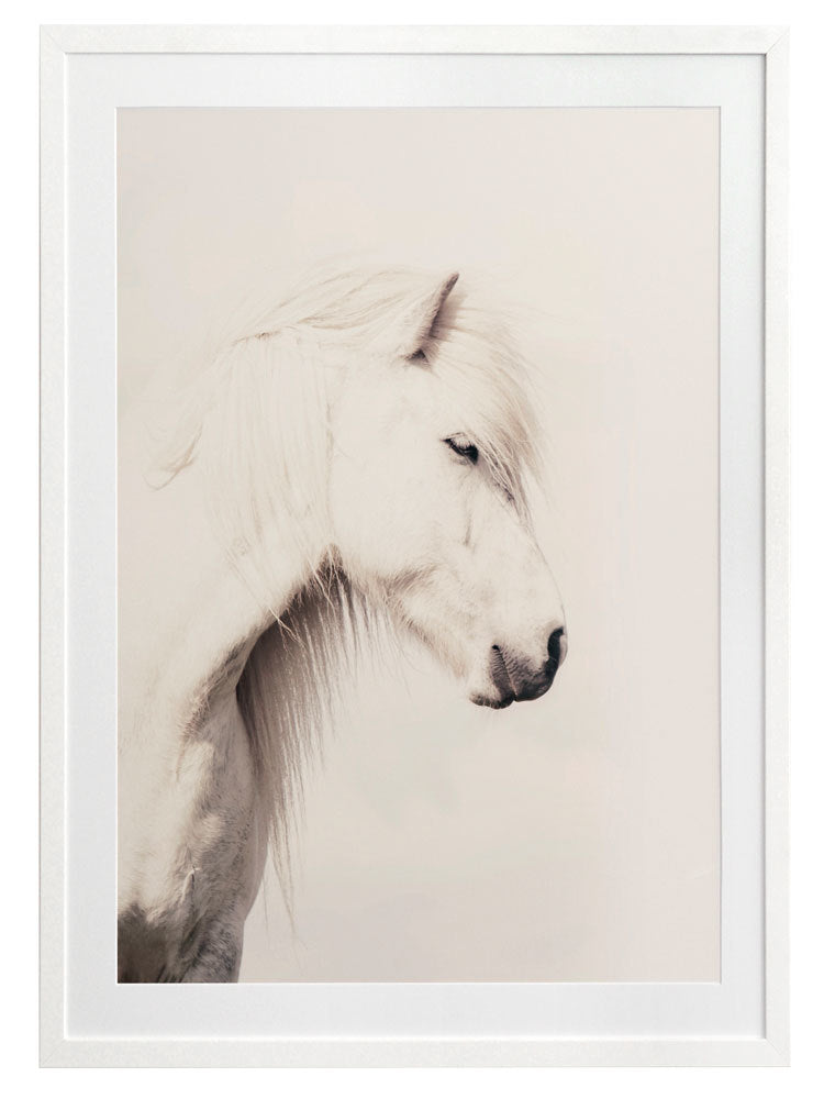 Icelandic Horse Framed Art Print