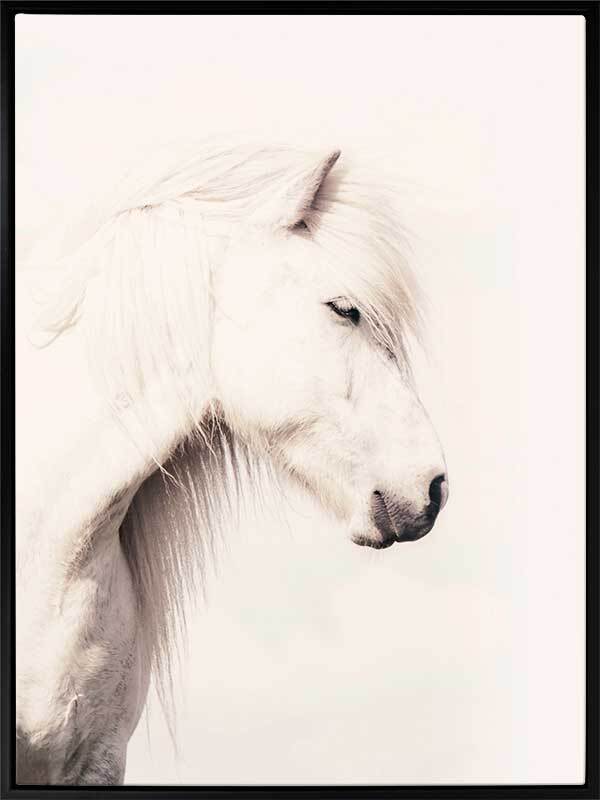 Icelandic Horse Canvas Art Print