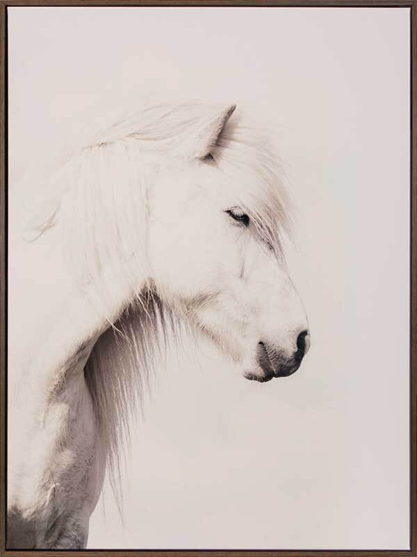 Icelandic Horse Canvas Art Print