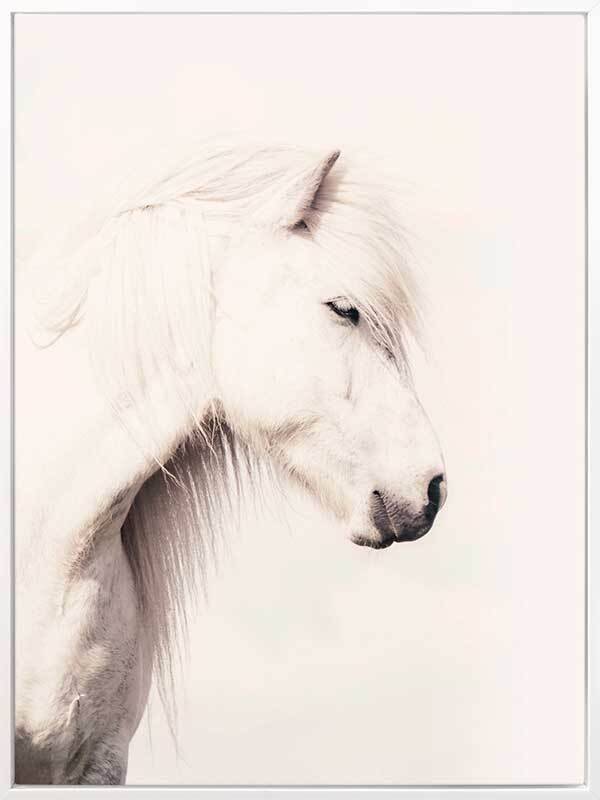 Icelandic Horse Canvas Art Print