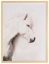 Icelandic Horse Framed Art Print